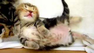 Котята дергают лапками во сне
