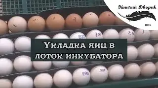 Укладка яиц в лоток инкубатора