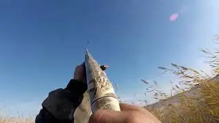 Душевная охота на утку с Андреем!!!