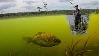 Рыбалка на карася! ПШЕНО С ЧЕСНОКОМ! Реакция рыбы. Подводная съемка