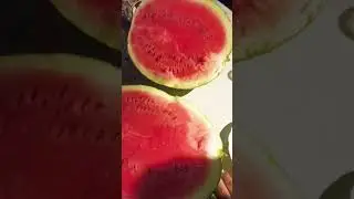 Самый большой арбуз у меня на огороде. Впервые в жизни))