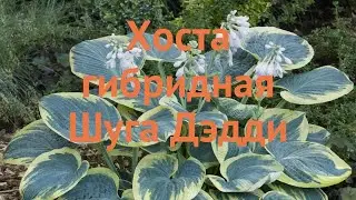 Хоста гибридная Шуга Дэдди (hosta hybrida shuga daddy) 🌿 обзор: как сажать, саженцы хосты Шуга Дэдди