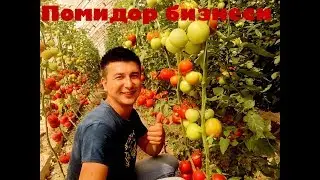 Помидор бизнеси буйича тавсиялар. Охиригача куринг кизикарли !