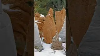 Как укрыть низкорослые розы на зиму