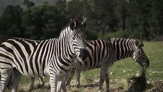 Zebras Grazing in the Meadows l Free Stock Footage | No Copyright Videos | Creative Common !