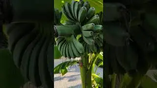 Как растут бананы на нашем черноморском побережье? Микрорайон Солоники, Большой Сочи 