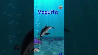 Endangered Animals Part5 #animalshorts #kidsshorts #kidslearning #vaquita #animals #kidsfun