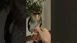 Trumpet Owl calls to play Tug O War