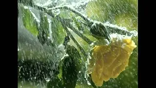 Turan Teyfuroglu-Yagis 2012 (ORXAN_MONTIN).wmv