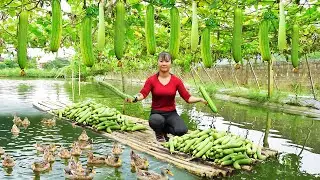 Harvest Melon Fruit Goes to market sell -  Melon garden on the pond | New Free Bushcraft