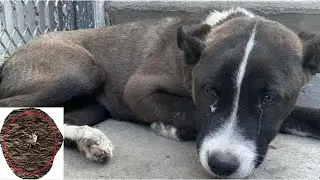 Rescue Abndoned Dog who was found with parvo, ticks and lying on dirt, rocks in critical condition