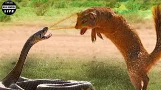 30 Most Exciting Moments of Mongoose vs Black Mamba and King Cobra Fights | Animal Fight