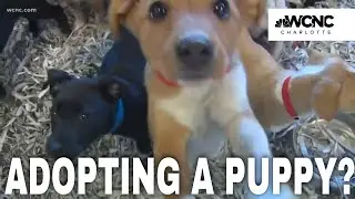 Tips for getting a new puppy