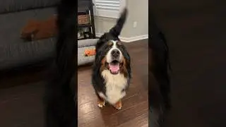 My Rescue Dog’s Tail Never Stops Wagging 🥹💛