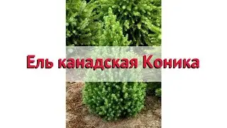 Ель канадская Коника 🌿 Обзор: посадка и уход. саженцы, крупномеры ели Коника: описание и особенности
