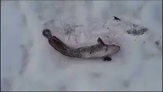 Проверка налима
