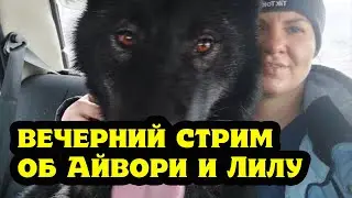 Стрим об Айвори, волчице Лилу и волке Акеле. Парк волков.