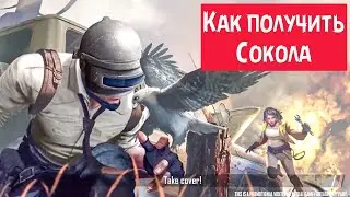 КАК ПОЛУЧИТЬ СОКОЛА В PUBG MOBILE