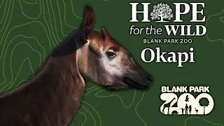 Okapi | Hope for the WILD