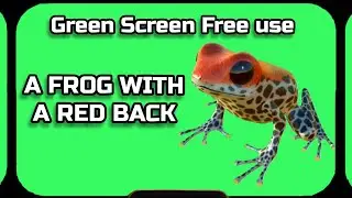 FROG Video Green Screen animation. CHROMAKEY FOOTAGE on the green screen.