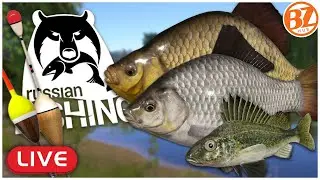 BELAYA RIVER Brown Trout & Grayling l Russian Fishing 4 [LIVE]