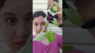 Вместо капусты - редиска