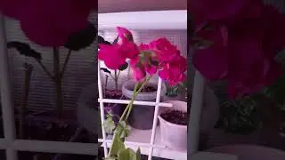 ХОРОШИЙ ГРУНТ ЗАЛОГ ПЫШНОГО ЦВЕТЕНИЯ ВАШИХ ПЕЛАРГОНИЙ🌺