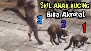 Kelakuan si kucing bikin ngakak | kucing lucu | funny cats