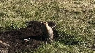 Суслик. Gopher.
