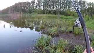 Ловля карпа на кукурузу