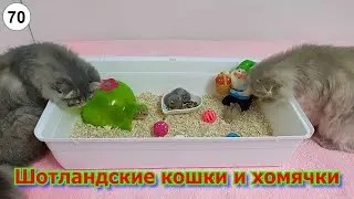 Scottish cats and hamsters 