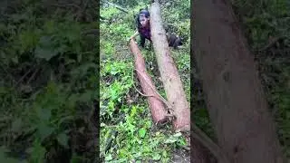 Cutting wood by a girl and how amazing those be like fulling skills