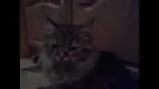 Кот Кузька