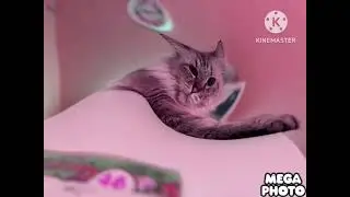 Кот Барсик in Does Respond
