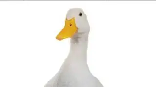 Ignore this just a Duck