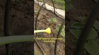 Чтобы огурчики не болели! Сделайте так