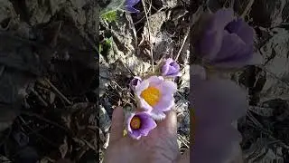 МОИ ПРОСТРЕЛЫ.