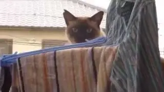 Умора! Смешно до слез!