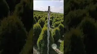 Туя Голден Смарагд 60-80см. Жирные, Красивые