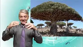 драцена и мангровое дерево - интересные факты для глухих. ржя. deaf news. rsl 