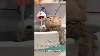 #shortvideo