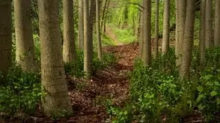 Blender 2.67 Tutorial - Creating a Woodland Path - Part 1