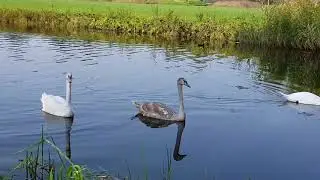Zwanen met 4 jongen 9 maanden oud