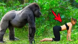 The gorilla quietly crept up to the tourist. What happened next shocked the world!