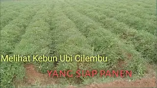 Melihat suasana Kebun Ubi Cilembu yang siap panen