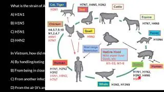 Avian flu (Bird flu) exam questions