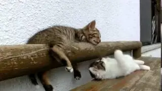 Игривый котёнок будет своего друга