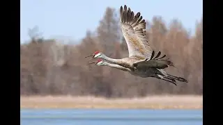 Праздник белых журавлей
