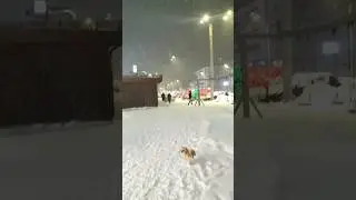 Прогулка с питомцем.