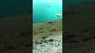 Реакция рыбы на чеснок и картошку зимой!
